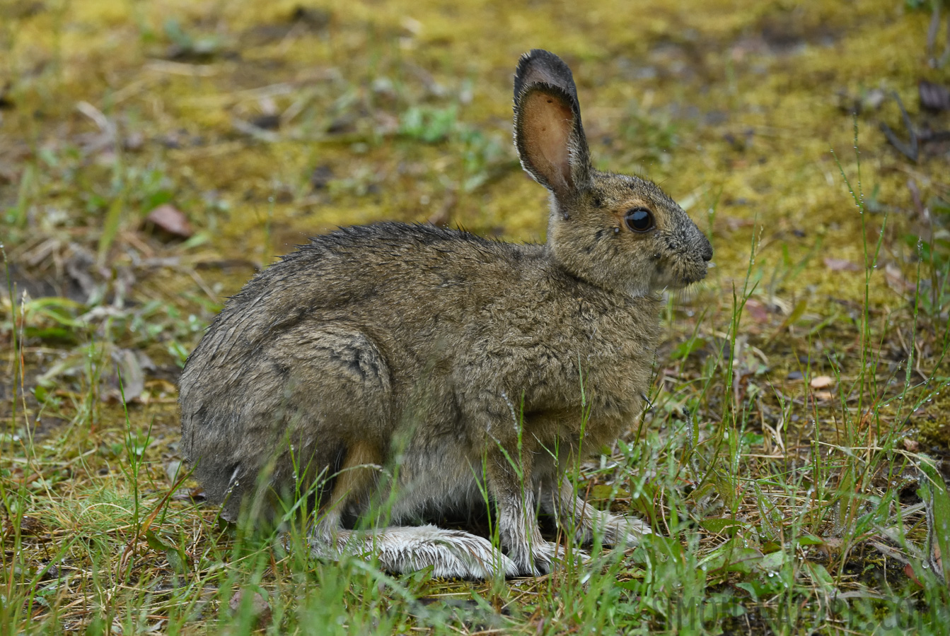 Lepus americanus struthopus [360 mm, 1/40 sec at f / 7.1, ISO 2000]